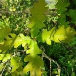 Quercus robur পাতা