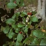 Guettarda scabra Plante entière