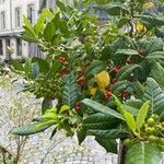 Ilex cornuta ഫലം