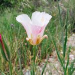 Calochortus venustus ᱵᱟᱦᱟ