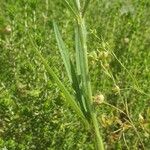 Trifolium angustifolium Feuille