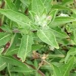 Oenothera elata Foglia