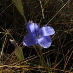 Gentianopsis virgata Fleur