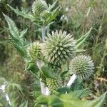 Echinops sphaerocephalusफूल