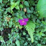 Heterotis rotundifolia Цвят