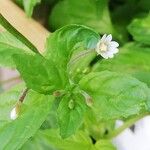 Epilobium roseum Flors