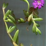 Disphyma crassifolium Квітка