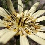 Tragopogon buphthalmoides Fleur