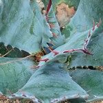 Agave ovatifolia Лист