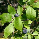 Vaccinium membranaceum Frutto