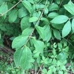 Euonymus verrucosus Leaf