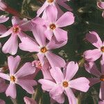 Phlox longifolia Flor