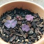 Oxalis triangularis花