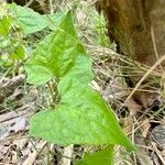 Mikania micrantha Blad