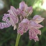 Neotinea tridentata Flor