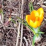 Crocus flavus Flower