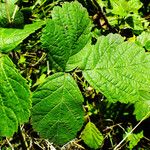 Rubus echinatus Leaf