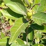 Byrsonima crassifolia Feuille