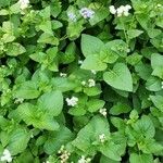 Ageratum conyzoides Облик