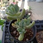 Sedum allantoides Folha