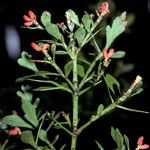 Phyllocladus trichomanoides Fruit