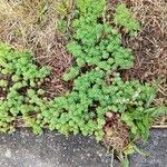 Sedum pallidum Habit