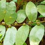 Ficus asperifolia Blatt