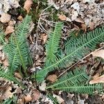 Blechnum spicant Φύλλο