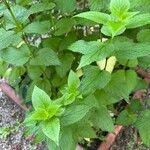 Nepeta grandiflora Hoja