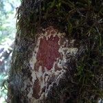 Cunonia balansae Corteza