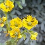 Ruta chalepensis Flor
