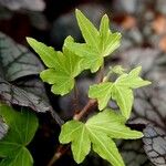 Hedera canariensis 葉