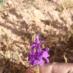 Delphinium pubescensBlüte