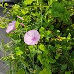 Convolvulus althaeoides Квітка