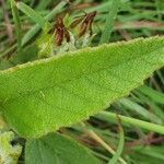 Melhania ovata Leaf