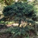 Juniperus chinensis 整株植物