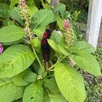 Phytolacca americanaFlower