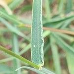 Digitaria ciliaris Blatt