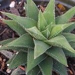 Haworthia viscosa