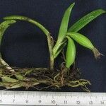 Epidendrum trialatum Annet