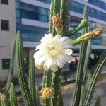 Praecereus euchlorus Blad