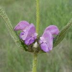 Phlomis herba-venti Цвят