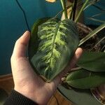 Dieffenbachia seguineFolio