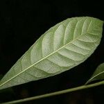 Gustavia hexapetala 葉