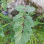 Erodium gruinum برگ