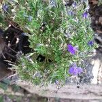 Lobelia erinus Flower