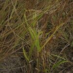 Themeda quadrivalvis Агульны выгляд