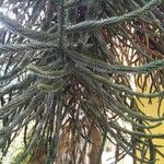 Araucaria araucana Blatt