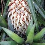 Ananas comosus Fruit