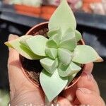 Lapidaria margaretae Hoja